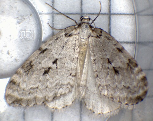 Autumnal Moth