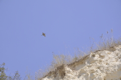 Merops apiaster