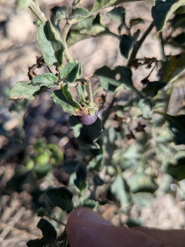 black nightshade