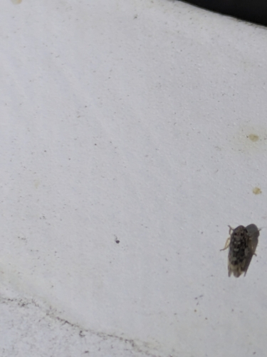 Xestocephalus, 2026-09-17
