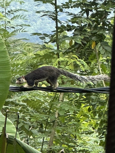Sri Lankan Giant Squirrel