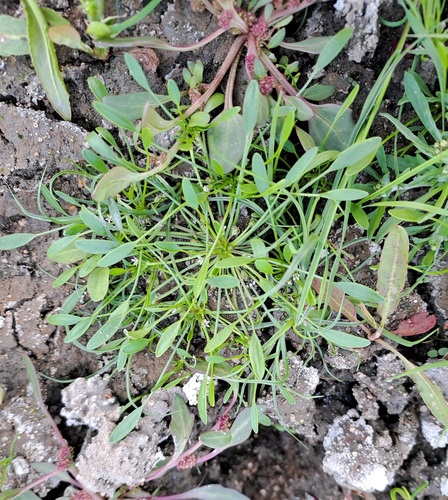water mudwort