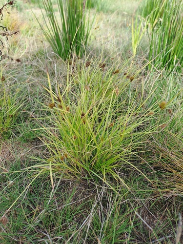 Bohemian Sedge