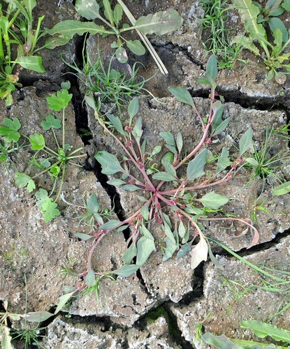 red pigweed