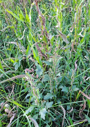 red pigweed