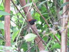 Synallaxis brachyura