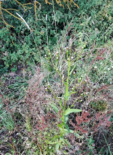 American burnweed