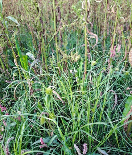 Bohemian Sedge