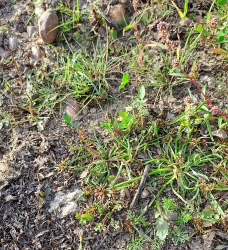 Brown Flatsedge