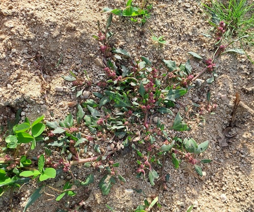 red pigweed