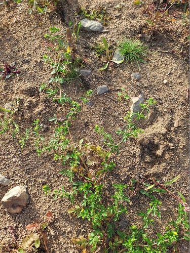 Carpet Cinquefoil