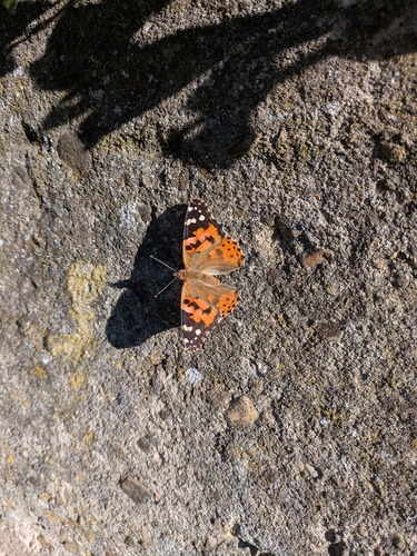 Painted Lady
