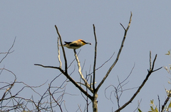 Merops apiaster