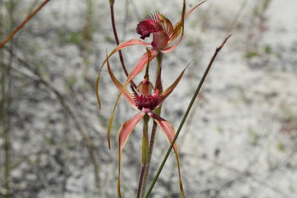 Caladenia pectinata