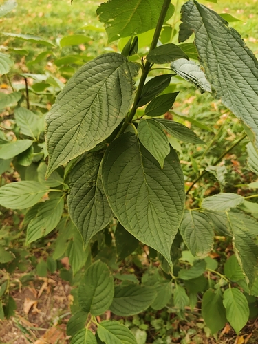 Наблюдение на iNaturalist