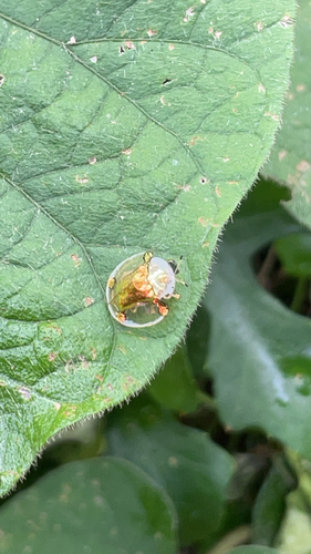 Golden Tortoise Beetle
