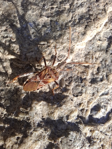 Western Conifer Seed Bug