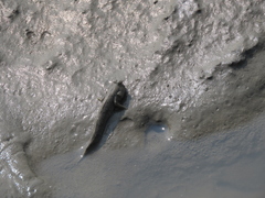 Periophthalmus modestus