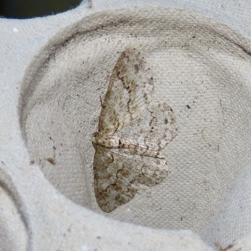 Small Engrailed