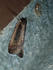Chlenias seminigra