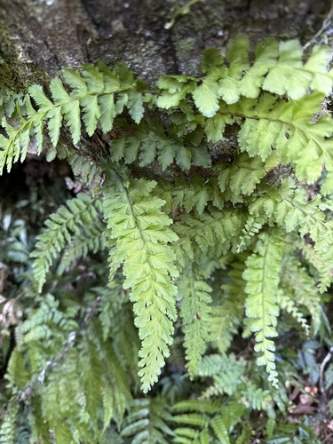 Vandenboschia auriculata observed 2026-09-22