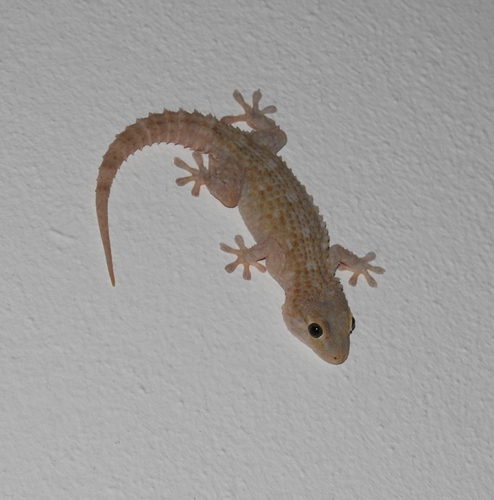 Moorish Gecko