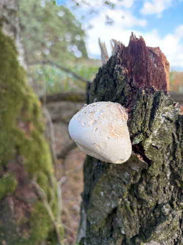 birch polypore