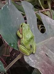 Riobamba Marsupial Frog photo 2