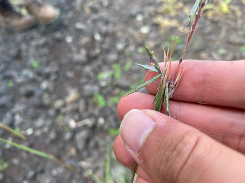 Cymbopogon refractus observed 2026-09-21