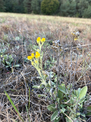 Dwarf Everlasting