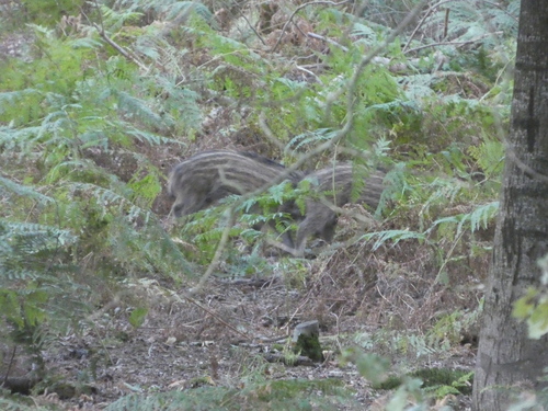 Wild Boar