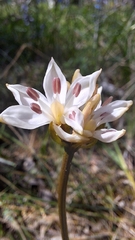 Burchardia umbellata, photograph author not stated, no rights reserved