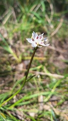 Burchardia umbellata, photograph author not stated, no rights reserved