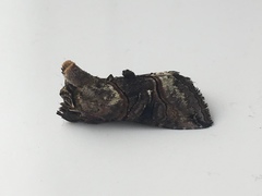 Abrostola tripartita