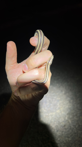 Lichanura trivirgata, 2026-09-21
