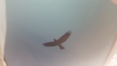 Corvus corone
