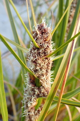 Ficinia spiralis