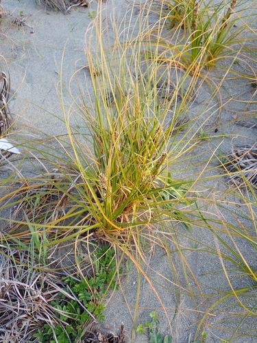 Ficinia spiralis, photograph 3