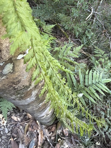 Vandenboschia auriculata observed 2026-09-22