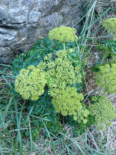 Angelica pachycarpa