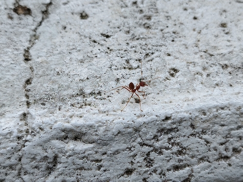 Asian Weaver Ant