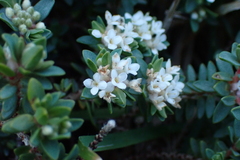 Pimelea prostrata, photograph (c) Michael Berardozzi, some rights reserved (CC BY)