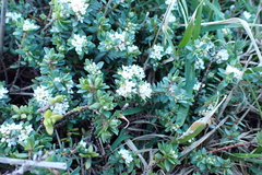 Pimelea prostrata, photograph (c) Michael Berardozzi, some rights reserved (CC BY)