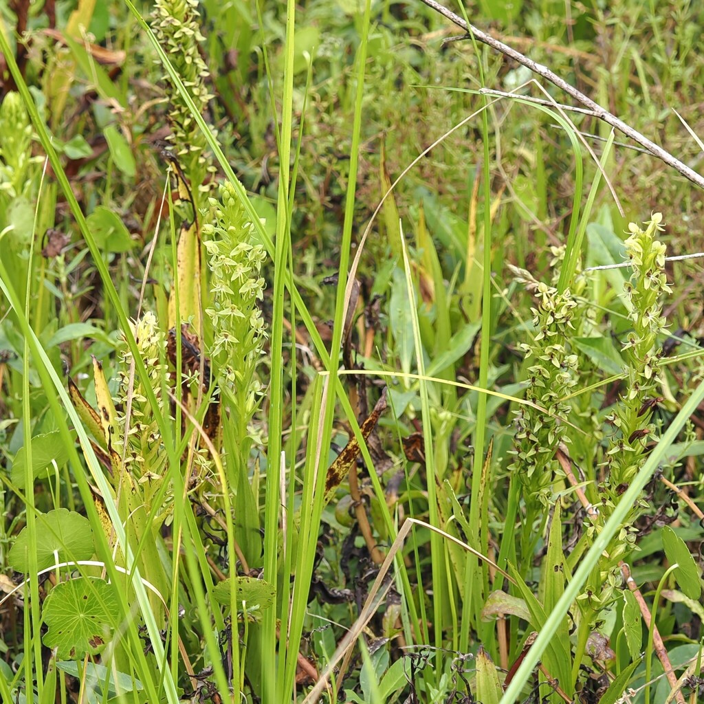 Habenaria repens; photograph (c) Sean Golden, some rights reserved (CC BY)
