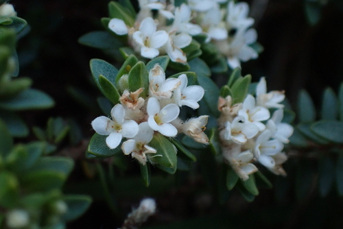 Pimelea prostrata, photograph 4