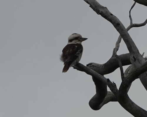 Laughing Kookaburra