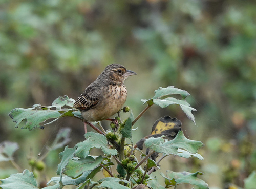 Bengal Bush Lark (Plocealauda assamica), photo 9