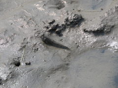 Periophthalmus modestus