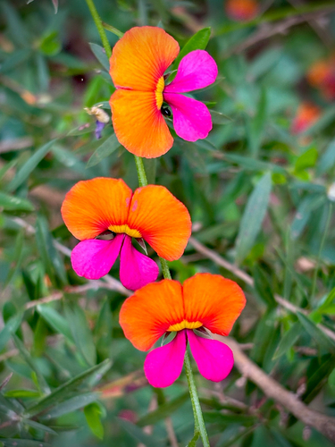 Heart-leaf Flame Pea