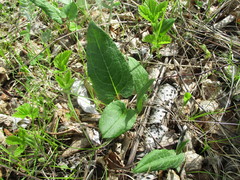 Saussurea controversa